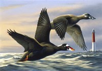 Surf Scooters Fine Art Print