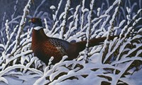Fresh Snow - Ringneck Pheasant Fine Art Print