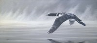 Misty Flight Fine Art Print