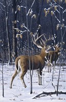 Buck In His Prime Fine Art Print