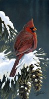 Winter Cardinal Fine Art Print