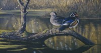 Spring Pair - Wood Ducks Fine Art Print