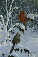 Cardinals & Brambles Fine Art Print