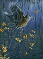 Woodcock On The Wing Fine Art Print