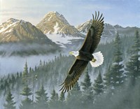 Soaring Eagle Fine Art Print