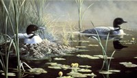 Nesting Loons Fine Art Print