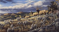 King Of The Hill - Elk Fine Art Print