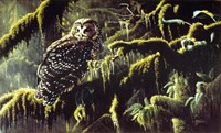 Spirit Of Ancient Forests - Spotted Owl Fine Art Print