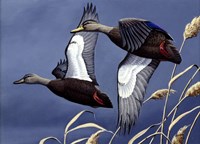 1984 Black Ducks Fine Art Print