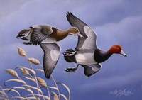 1986 Redhead Ducks Fine Art Print