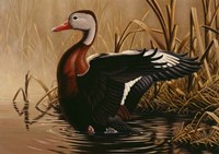 1988 Black Bellied Whistling Duck Fine Art Print