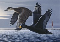 1990 Black Scoters Fine Art Print