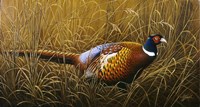 Sneaking Through The Long Grass - Ring Neck Pheasant Framed Print