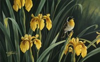 Yellow Flags & Yellowthroat Fine Art Print