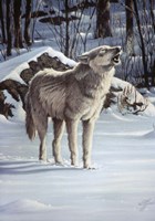 A Message For The Wind - Wolf Fine Art Print