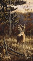 Autumn Whitetail Fine Art Print