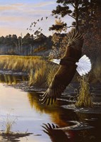 Wings Of Autumn - Bald Eagle Fine Art Print