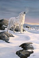 Artic Song Fine Art Print