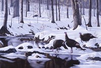 Hardwood Creek - Wild Turkeys Fine Art Print