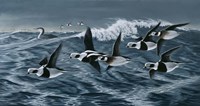 Rough Day On The Bay - Oldsquaw Ducks Fine Art Print