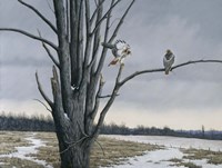 Old Elm & Redtails Fine Art Print