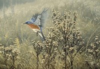 October Meadow Fine Art Print