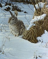 Snow Cover Cottontail Fine Art Print