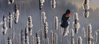 Marsh Notes - Red Wing Blackbird Fine Art Print