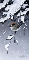 Winter Sprite - Golden Crown Kinglet Fine Art Print