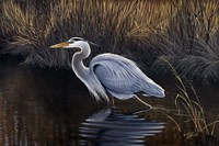 Making Strides - Great Blue Heron Fine Art Print