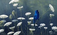 Indigo & Lace - Indigo Bunting Fine Art Print