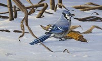 Bluejay Fine Art Print