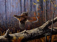Windfall Glider - Ruffed Grouse Fine Art Print