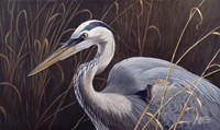 Great Blue Heron Fine Art Print