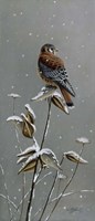 Gentle Snowfall - Kestrel Fine Art Print