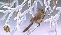 Winter Lady - Cardinal Fine Art Print