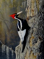 Ivory Bill Fine Art Print