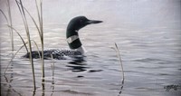 Emerging Loon Fine Art Print