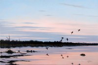 Sunset March Black Ducks Fine Art Print