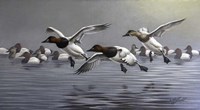 Canvasbacks Coming In Fine Art Print