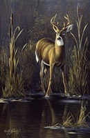 Whitetail Buck Fine Art Print