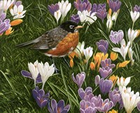 Springtime Robin With Crocus Fine Art Print
