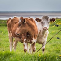 Cows Grazing, Iceland Fine Art Print