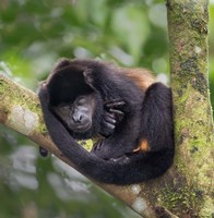 Black Howler Monkey, Sarapiqui, Costa Rica Fine Art Print