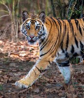 Bengal Tiger, Bandhavgarh National Park, India Fine Art Print