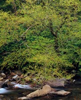 Little Pigeon River, Great Smoky Mountains National Park Fine Art Print