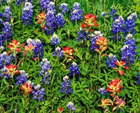 Texas Bluebonnets Fine Art Print