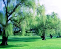 Willow Trees Fine Art Print