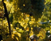 Grape Vines hanging from Trees Fine Art Print