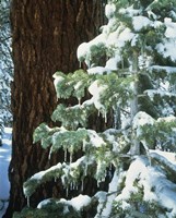 Sierra Nevada Mts., CA Fine Art Print